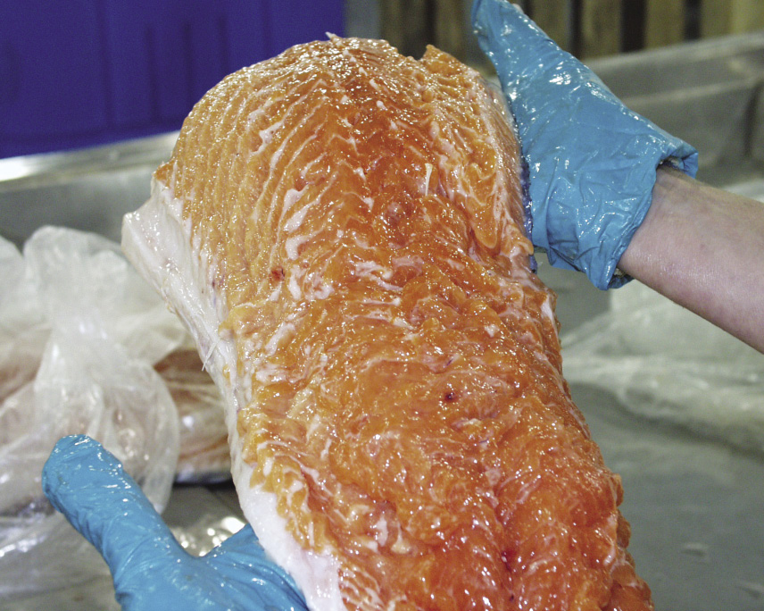 Infection du Kudoa thyrsites chez le saumon